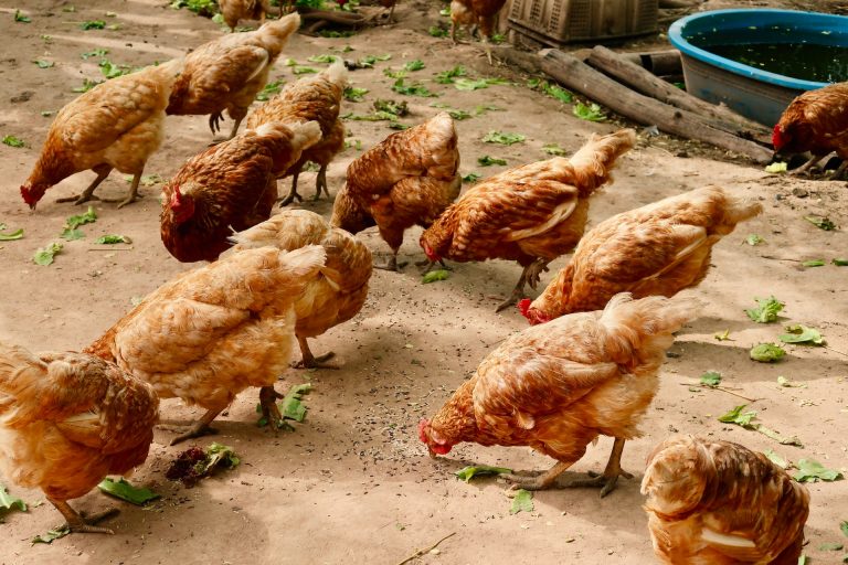 La filière poulet au Sénégal