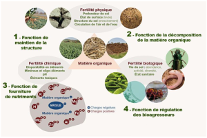 Engrais et fertilité des sols en Afrique de l’Ouest : tout comprendre ...